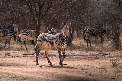 Zebras in a field in namibia