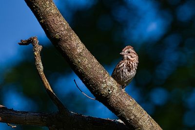 Low angle view of bird perching on branch