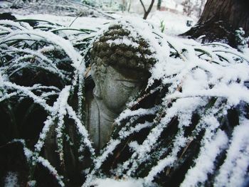 Snow covered trees