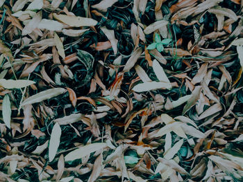 Full frame shot of dry leaves