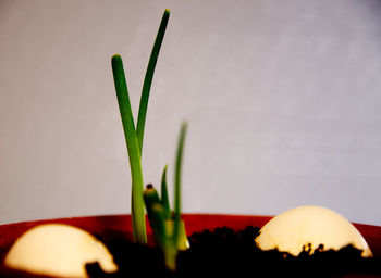 Close-up of potted plant on table