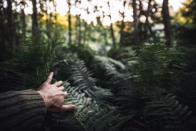 Cropped hand touching plants in forest