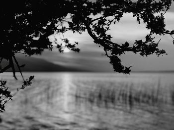 Tree by sea against sky