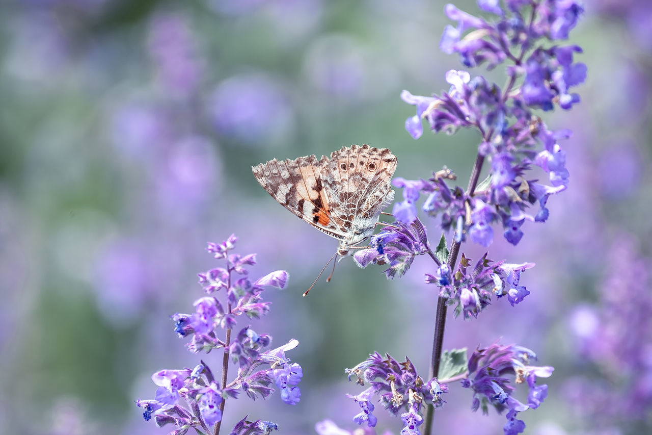 flower, flowering plant, plant, one animal, animal themes, animal, beauty in nature, invertebrate, insect, animal wildlife, vulnerability, fragility, purple, freshness, animals in the wild, growth, animal wing, petal, butterfly - insect, close-up, flower head, pollination, no people, lavender, outdoors, butterfly