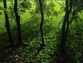 Trees in forest