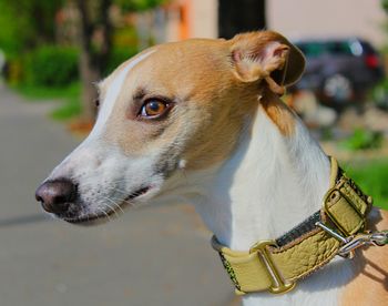 Portrait of a whippet 