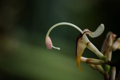 Close-up of flowering plant against blurred background