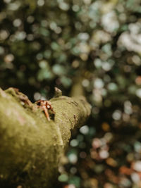 Close-up of bread on tree trunk