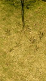 Full frame shot of grass in field