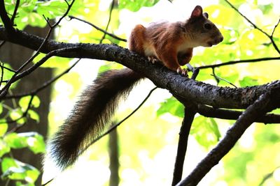 Low angle view of squirrel on tree