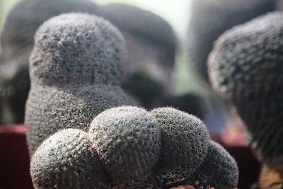 Close-up of succulent plant