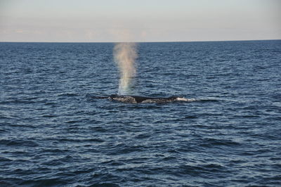 High angle view of whale swimming in sea