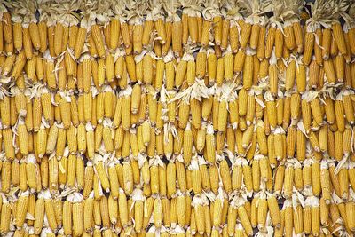 High angle view of corns on field