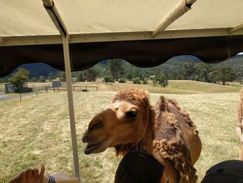 View of horse in ranch