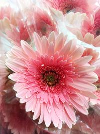 Close-up of pink flowers