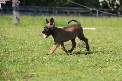 Dog running on grassy field