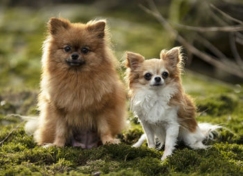 Portrait of two dogs on grass