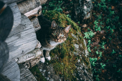 High angle portrait of a cat