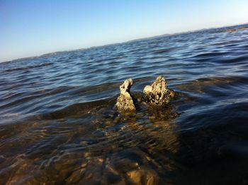 Close-up of bird in water