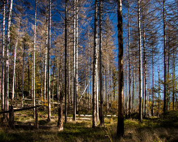Pine trees in forest against blue sky