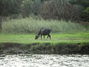 Horse in water