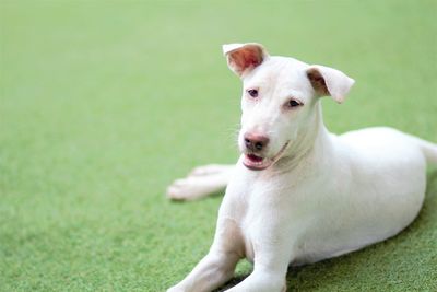 Portrait of dog on field