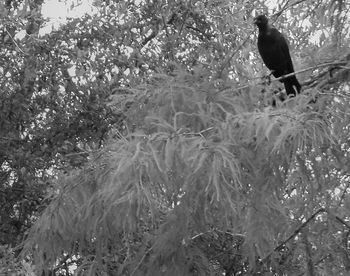 Bird on plants against trees