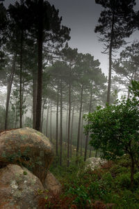 Trees in forest against sky