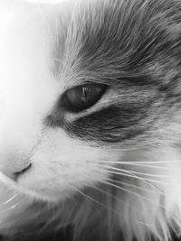 Close-up portrait of cat