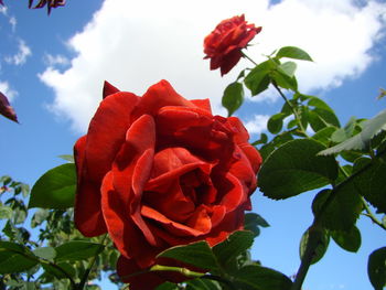 Close-up of red rose against sky