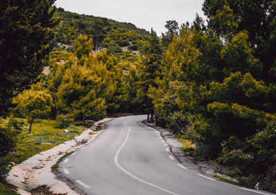 Road amidst trees