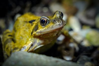 Close-up of frog