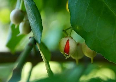 Close-up of plant