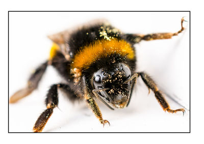 Close-up of spider