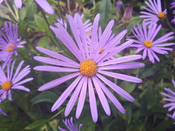 Close-up of purple flowering plant