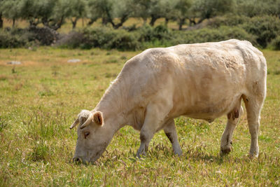 Charolais cows grazing in the meadow of extremadura, spain