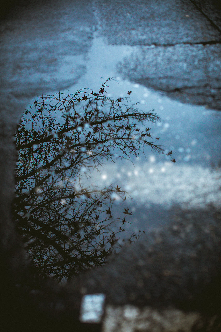 CLOSE-UP OF FROZEN TREE AGAINST SKY