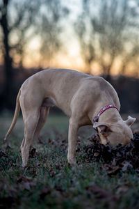 Close-up of dog playing on field