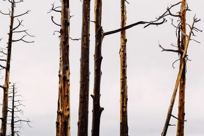 Close-up of bare tree against sky