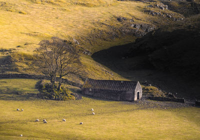 Sheepfold in united kingdom 