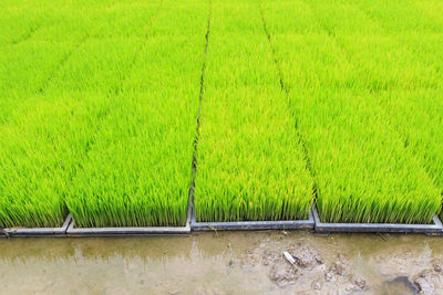 Scenic view of agricultural field