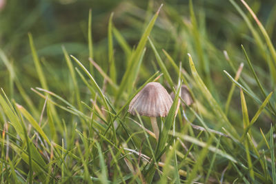 Close-up of mushroom growing in grass