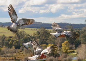 Flock of birds in flight