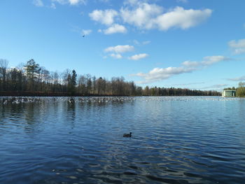 View of ducks swimming in lake