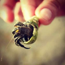 Close-up of plant against blurred background