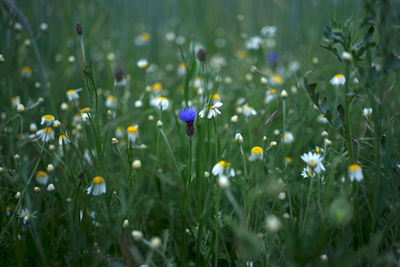 Close-up of purple crocus flowers on field