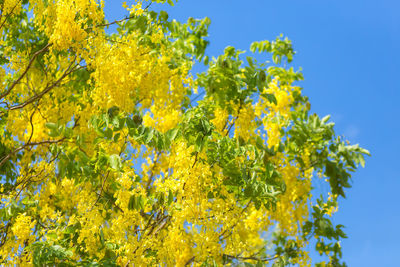 Low angle view of yellow flowering plants against blue sky