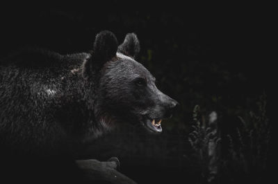 Close-up of an animal looking away