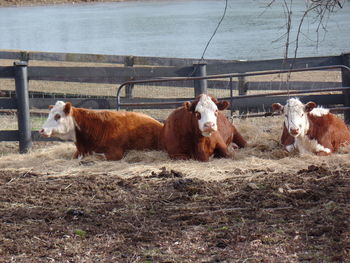 Cows on water