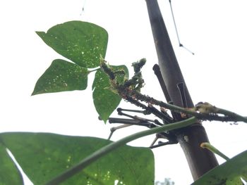 Close-up of insect perching on plant against sky